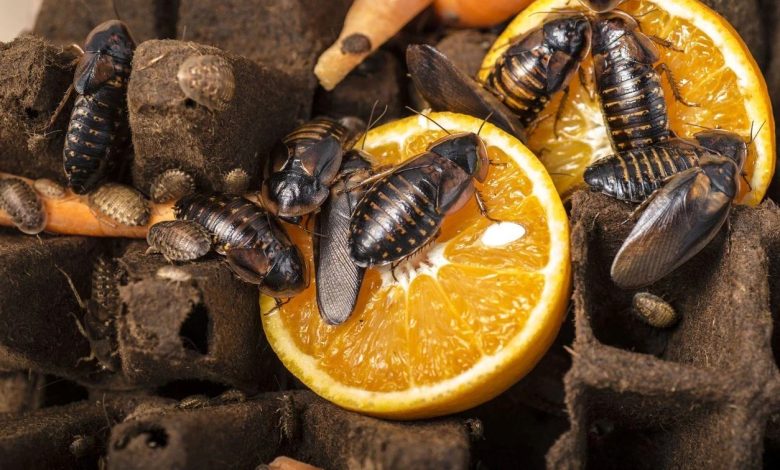 Dubia Roaches: A Sustainable and Nutritious Feeder Insect
